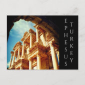 七面鳥類 ポストカード (正面)