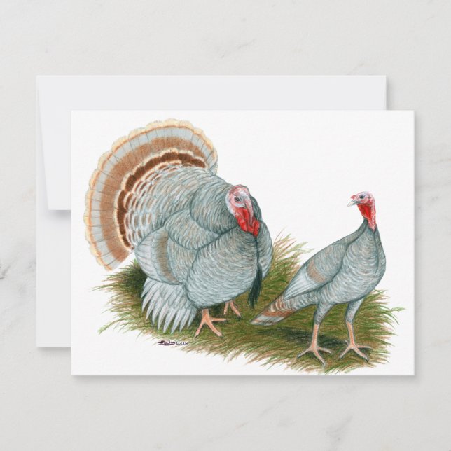 七面鳥：薄紫 (正面)