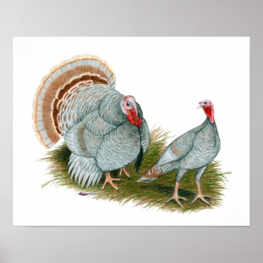 七面鳥：薄紫 ポスター (正面)