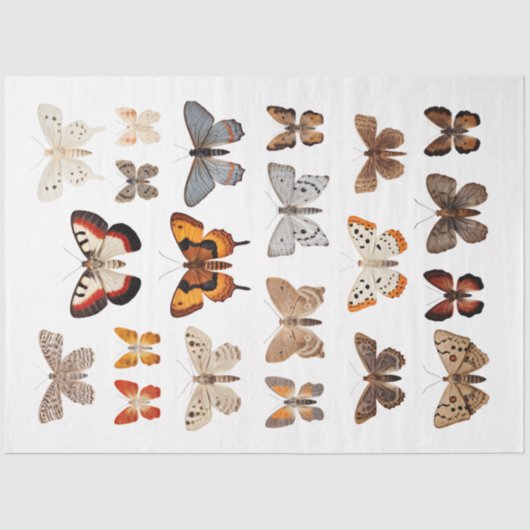 万華鏡のように千変万化するパターンのMoths 1デコページ紙 薄葉紙 (正面)