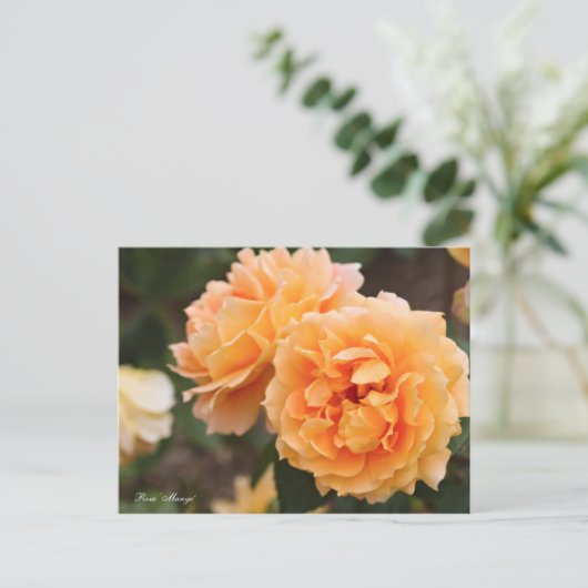 万葉 ポストカード (スタンド正面)