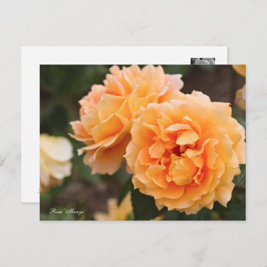 万葉 ポストカード (正面/裏面)