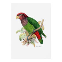 三つのうち二つのオウム