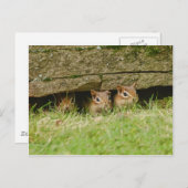 三つのアミゴス ポストカード (正面/裏面)