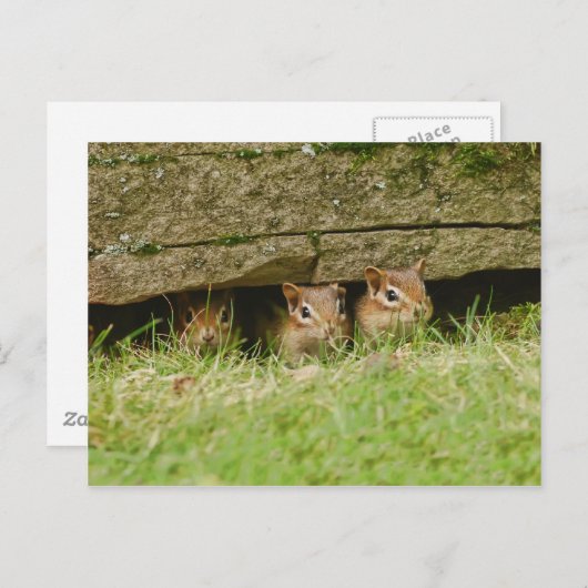 三つのアミゴス ポストカード (正面/裏面)