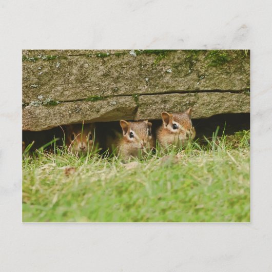 三つのアミゴス ポストカード (正面)