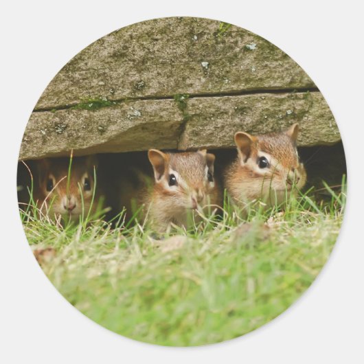 三つのアミゴス ラウンドシール (正面)