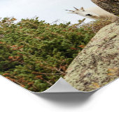 三つのアミ・ヤギ//コロラド野生生物 ポスター (角)