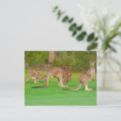 三つのカンガルー ポストカード (スタンド正面)