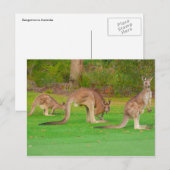 三つのカンガルー ポストカード (正面/裏面)
