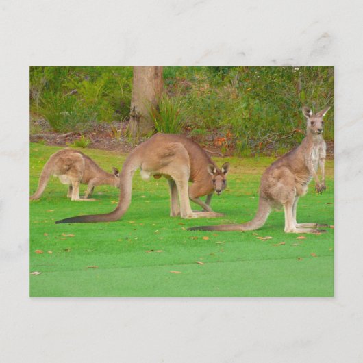 三つのカンガルー ポストカード (正面)