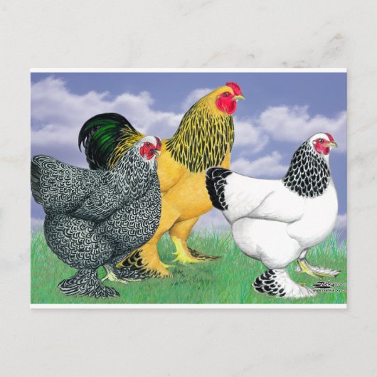 三つのブラーマ ポストカード (正面)