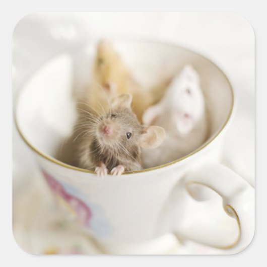 三つの小さなネズミ スクエアシール (正面)