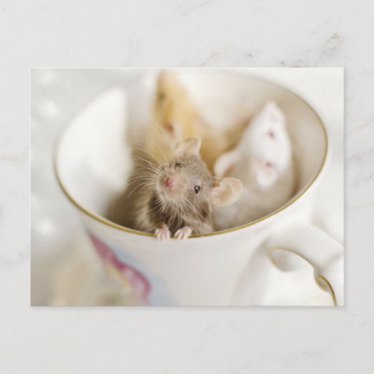 三つの小さなネズミ ポストカード (正面)