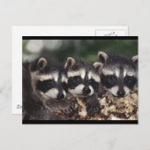 三つの若いアライグマ ポストカード (正面/裏面)