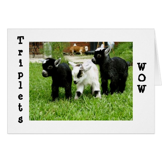 三つ子=わあ=幻想的 (正面横)