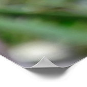 三つ星フィンチポスター ポスター (角)