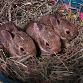 「三びきのうさぎ」ホリデーカード シーズンカード