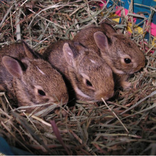 「三びきのうさぎ」ホリデーカード シーズンカード