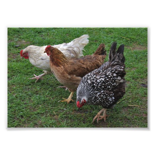 三アミゴス フォトプリント            (正面)