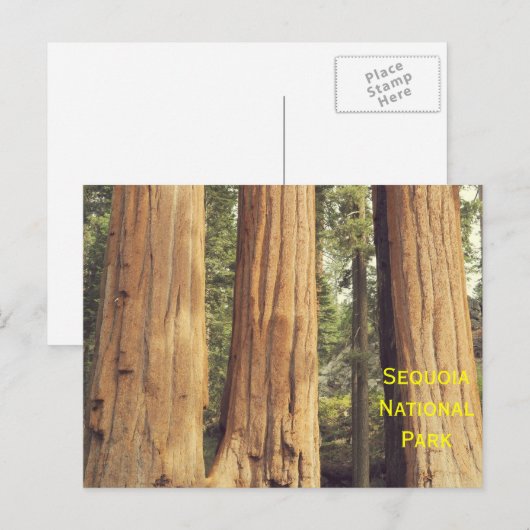 三人姉妹 ポストカード (正面/裏面)