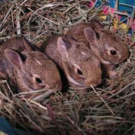 「三匹の子うさぎ」ホリデーカード シーズンカード