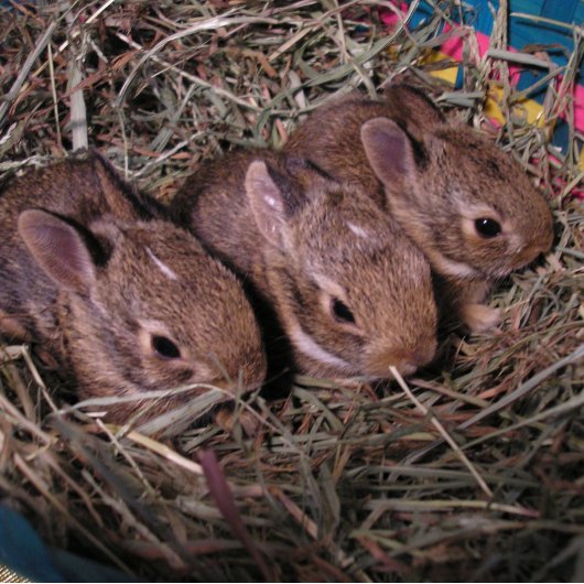 「三匹の子うさぎ」ホリデーカード シーズンカード