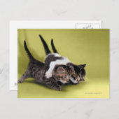 三匹の子猫が抱き合って ポストカード (正面/裏面)