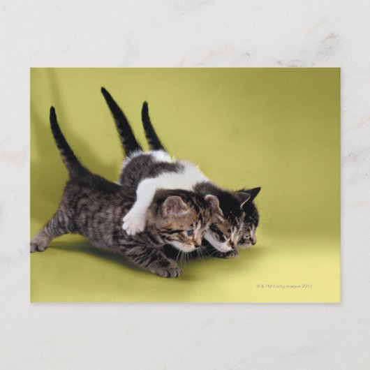 三匹の子猫が抱き合って ポストカード (正面)