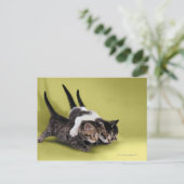 三匹の子猫が抱き合って ポストカード (スタンド正面)