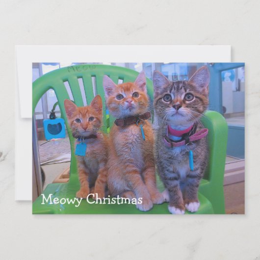 三匹の子猫 サンキューカード (正面)