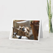 三匹の犬がのんびりしているポートレート カード (正面)