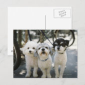 三匹の犬 ポストカード (正面/裏面)