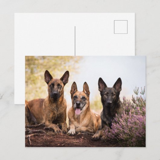 三匹の犬 ポストカード (正面/裏面)