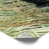 三匹の白熊の子ネコまたはコイ(Cub of the ポスター (角)