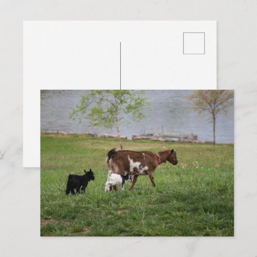 三山羊 ポストカード (正面/裏面)