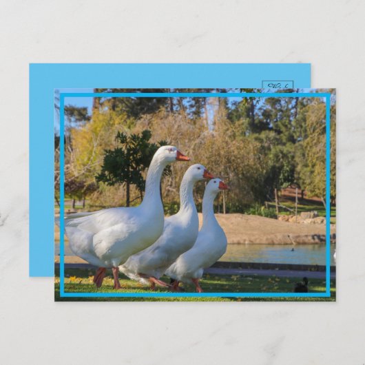 三段 ポストカード (正面/裏面)