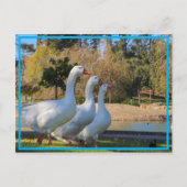 三段 ポストカード (正面)