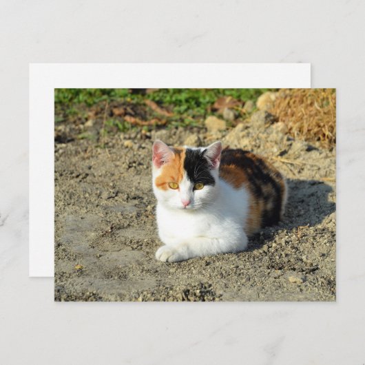 三毛かわいらし猫写真 ポストカード (正面/裏面)