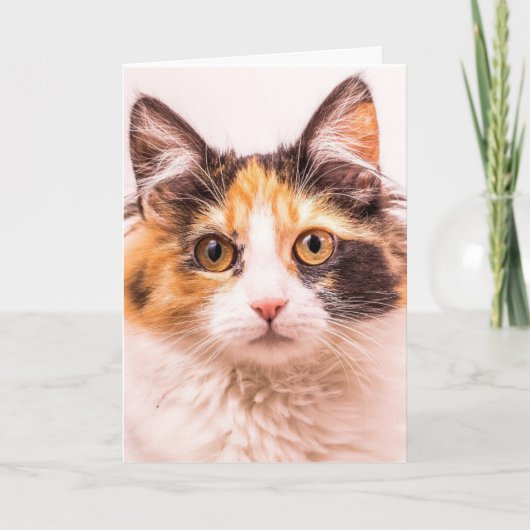 三毛猫かわいい猫誕生日グリーティングカード カード (正面)