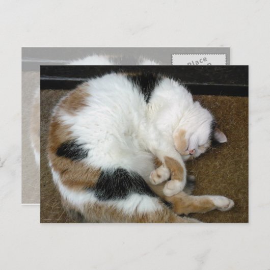 三毛猫が丸まって丸まった ポストカード (正面/裏面)