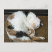 三毛猫が丸まって丸まった ポストカード (正面)