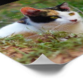 三毛猫の潜伏 ポスター (角)