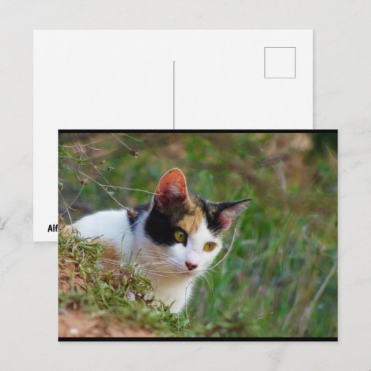 三毛猫の潜伏 ポストカード (正面/裏面)