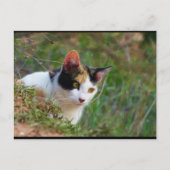 三毛猫の潜伏 ポストカード (正面)