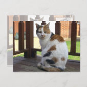 三毛猫は野外で寝そべっていた ポストカード (正面/裏面)