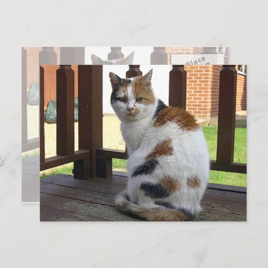 三毛猫は野外で寝そべっていた ポストカード (正面/裏面)