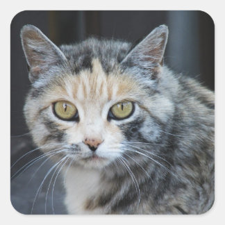 三毛猫ステッカー スクエアシール