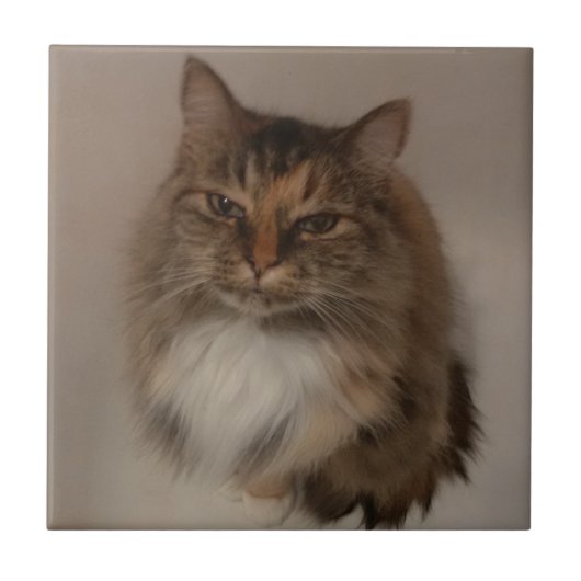 三毛猫セラミックタイル タイル (正面)