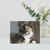 三毛猫 ポストカード (スタンド正面)